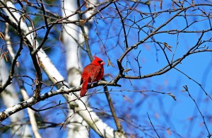 Cardinal In The Birch Tree